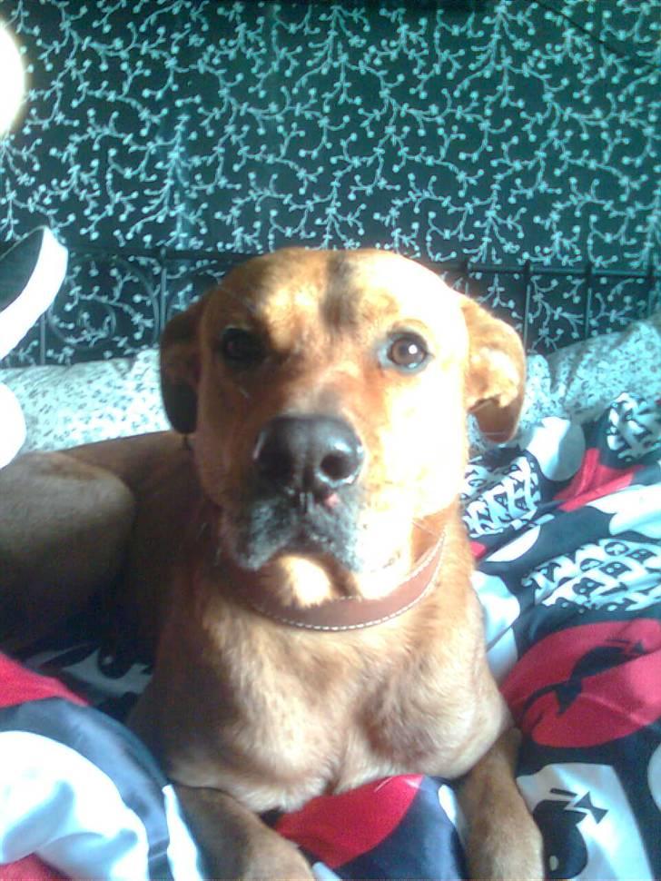 Rhodesian ridgeback Markus | Min Fars | billede 12