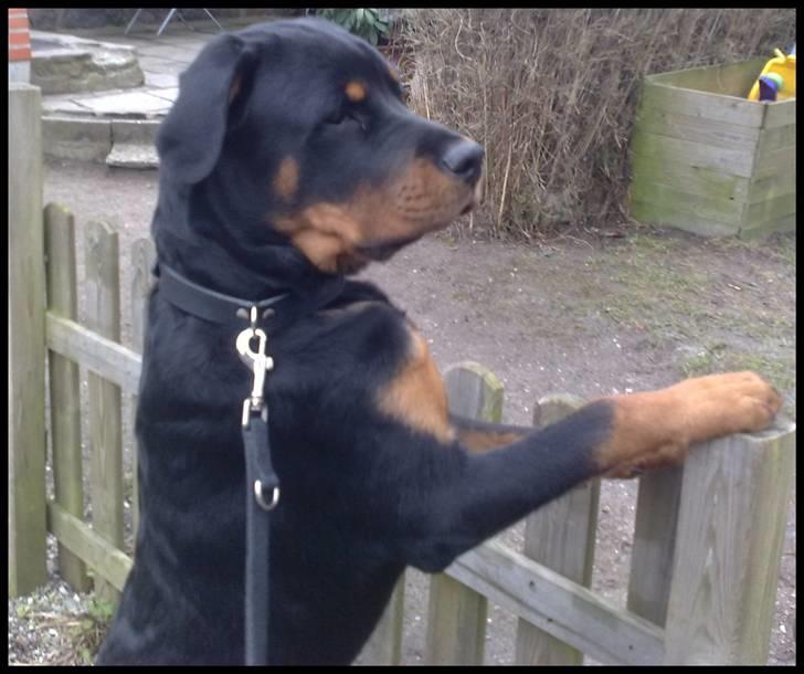 Rottweiler Balder - Uha, kom der en man kendte? Foto: Maria Willems. billede 12