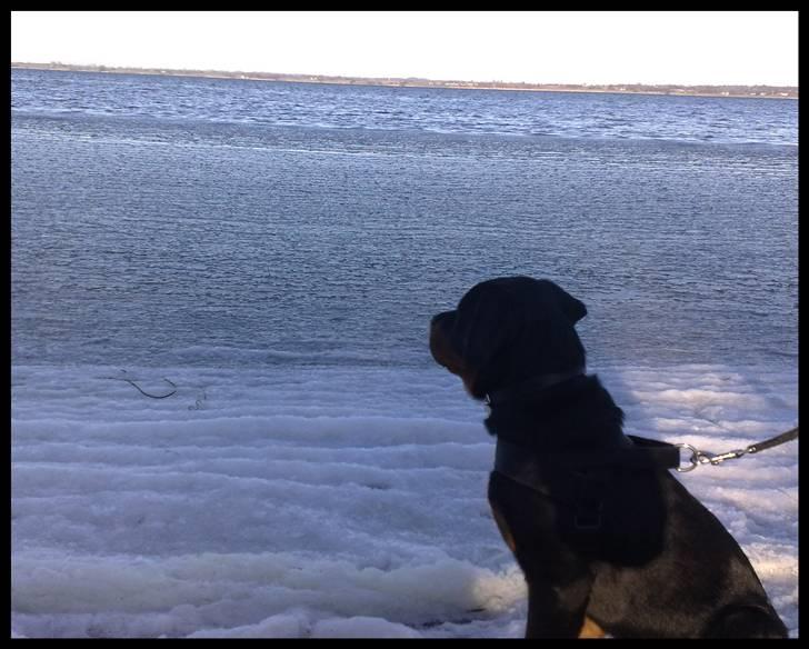 Rottweiler Balder - En strandtur vinterdag. Mens der stadig er is på noget af vandet. Foto: Maria Willems. billede 13