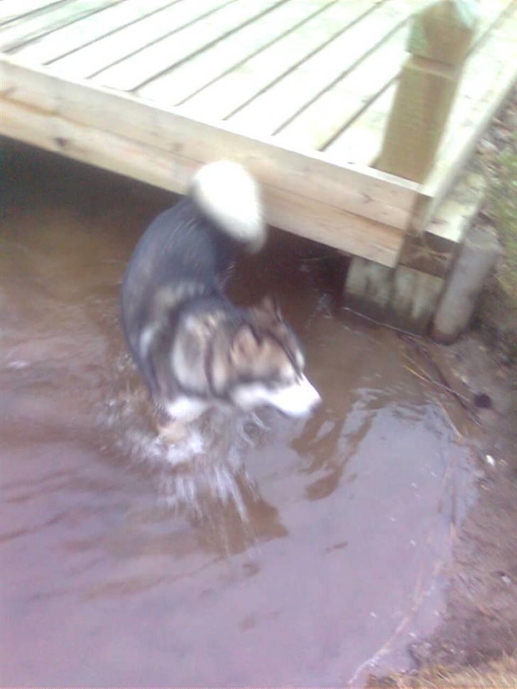 Alaskan malamute Simba  billede 12