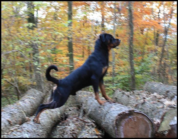 Rottweiler Balder - Balder på en tur i skoven. :b Foto: Maria Willems.  billede 14