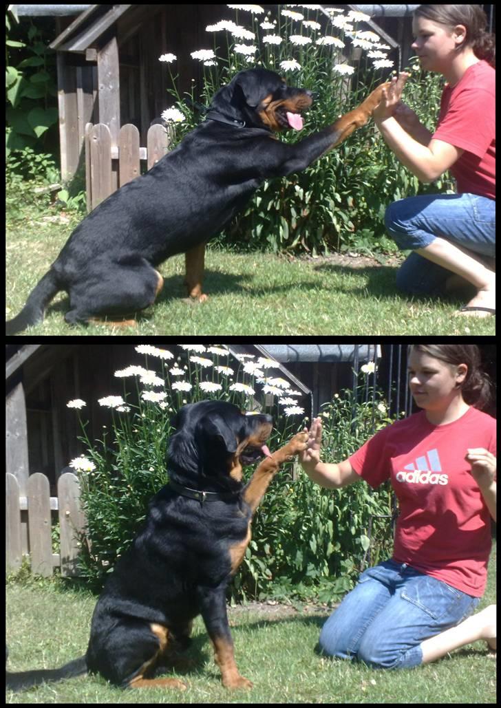 Rottweiler Balder - Balder´s tricks: High Five. Foto: Maria Willems d. 3 Juli 2009.  billede 15