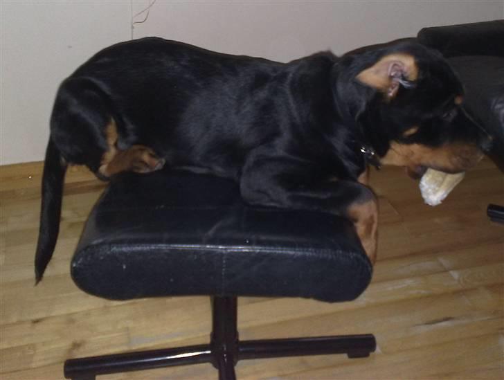 Rottweiler Balder - Utroligt at "lille" Balder kunne komme derop, det kan han så ikke mere! :D Foto: Maria Willems. billede 16