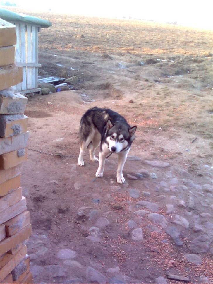 Alaskan malamute Simba  billede 13