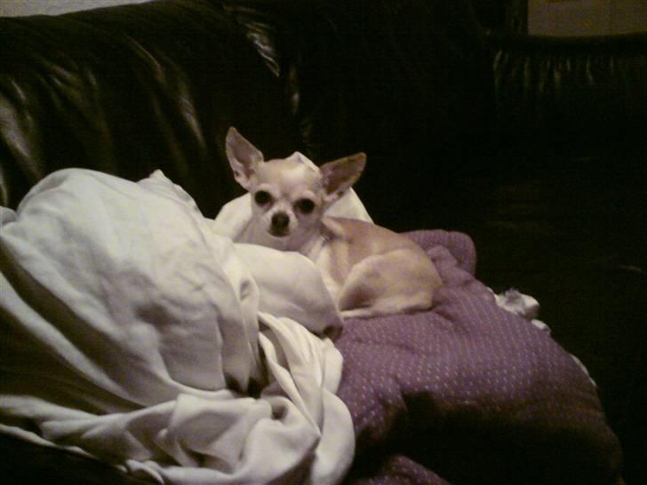 Chihuahua ¨˜”°º•Gucci•º°”˜¨ billede 14