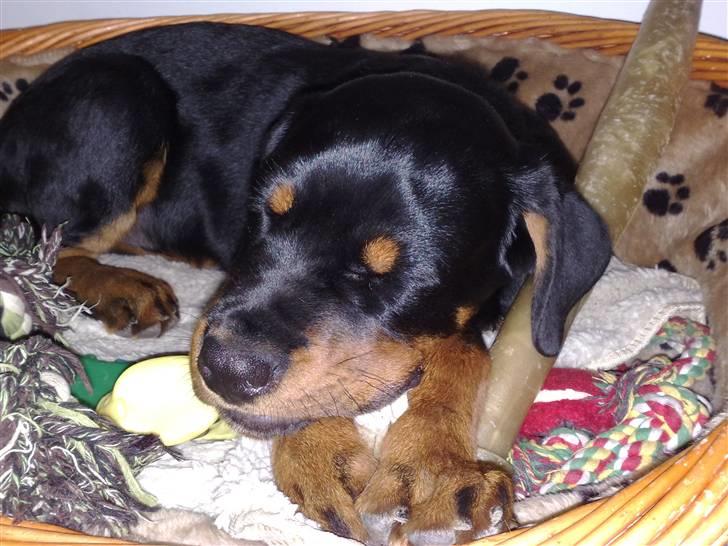 Rottweiler Balder - Balder hygger i hans hundekurv. Kun 10 uger gammel. Foto: Maria Willems. billede 17