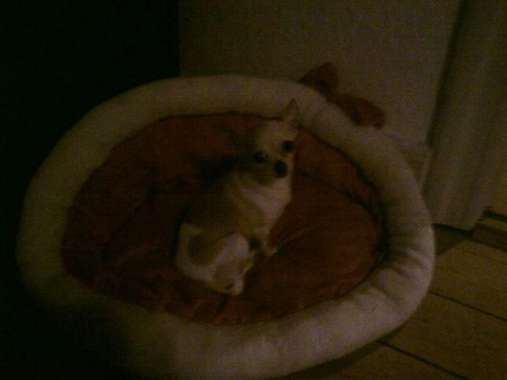 Chihuahua ¨˜”°º•Gucci•º°”˜¨ billede 15