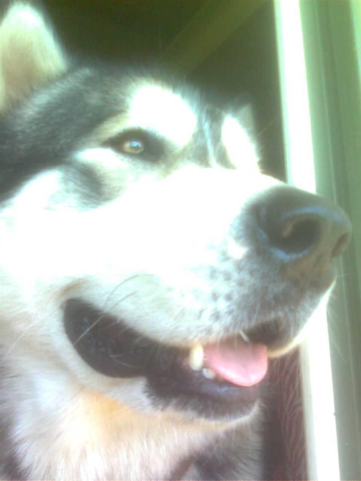 Alaskan malamute Simba  billede 14