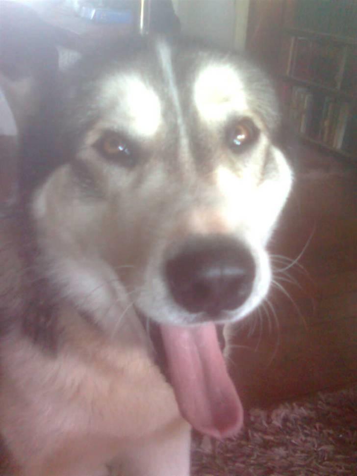Alaskan malamute Simba  billede 15