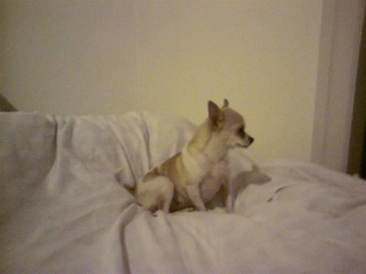 Chihuahua ¨˜”°º•Gucci•º°”˜¨ billede 16