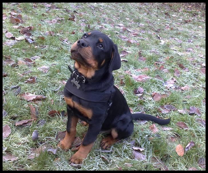 Rottweiler Balder - Sikke en dygtig hund. Foto: Maria Willems. billede 18