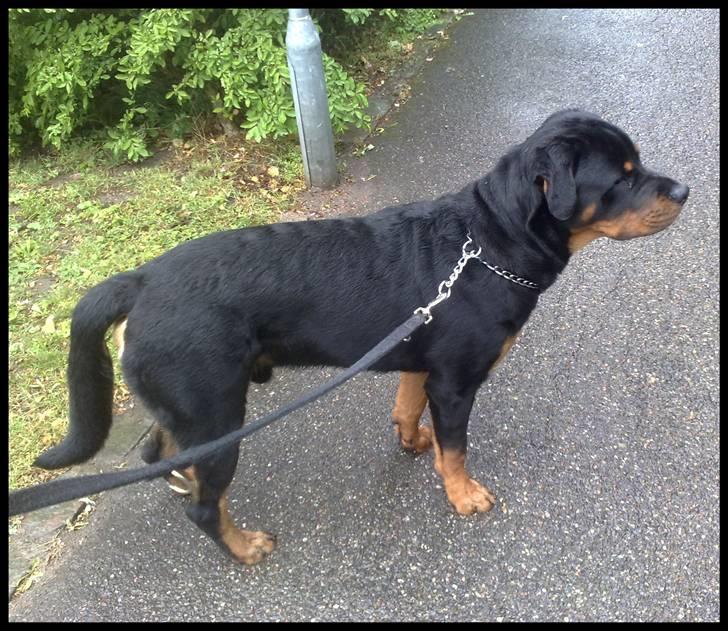 Rottweiler Balder - Balder der er ude og gå tur i regnvejr. ;) Foto: Maria Willems.  billede 19