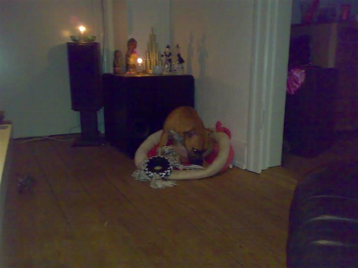 Amerikansk staffordshire terrier Zindy billede 4