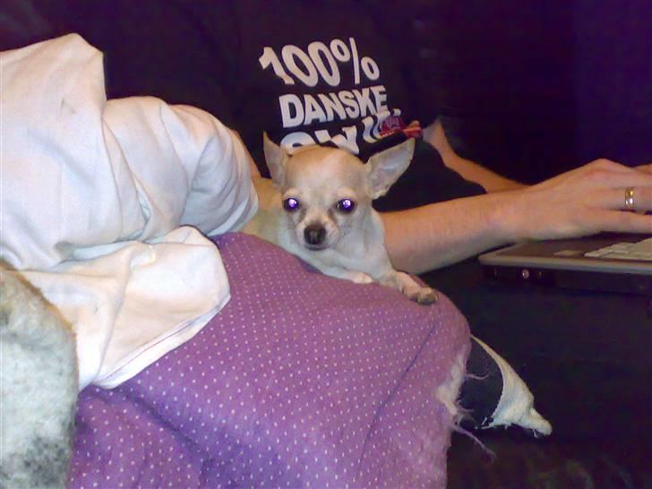 Chihuahua ¨˜”°º•Gucci•º°”˜¨ billede 17