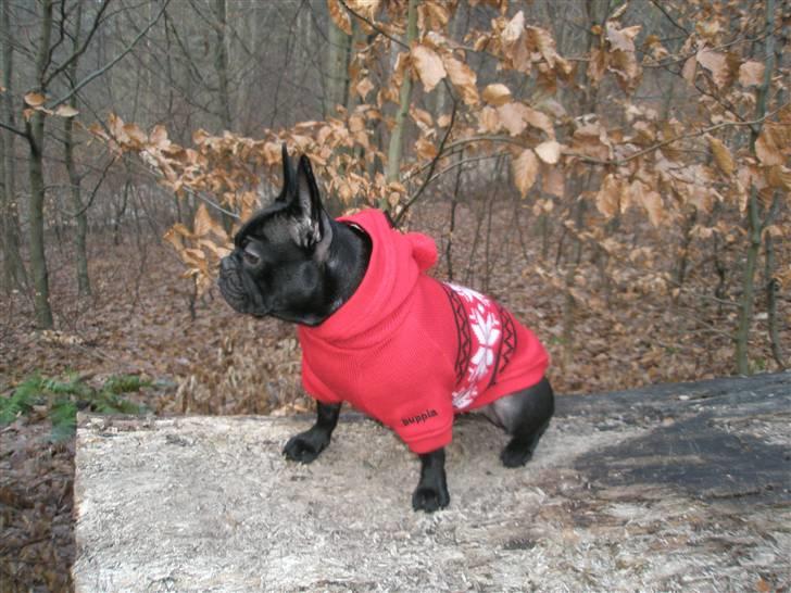 Fransk bulldog Fiona billede 20