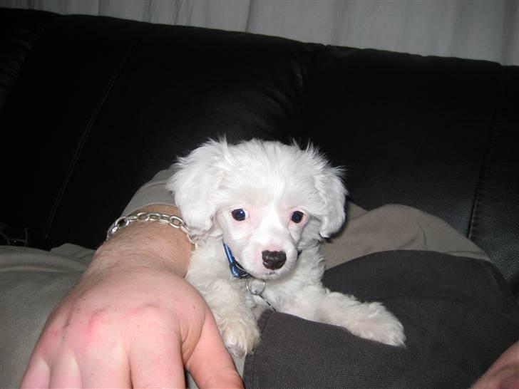 Chinese crested powder puff Kong Laban aflivet - en stille stund, ligger fint, uden at bide/ drille! ;o) billede 5