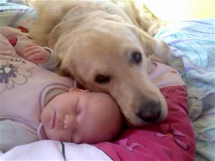 Labrador retriever chicko  - chicko og min datter lærke billede 1