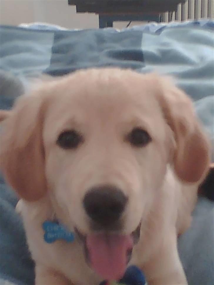 Labrador retriever chicko  - et fra hans yngre dage billede 2