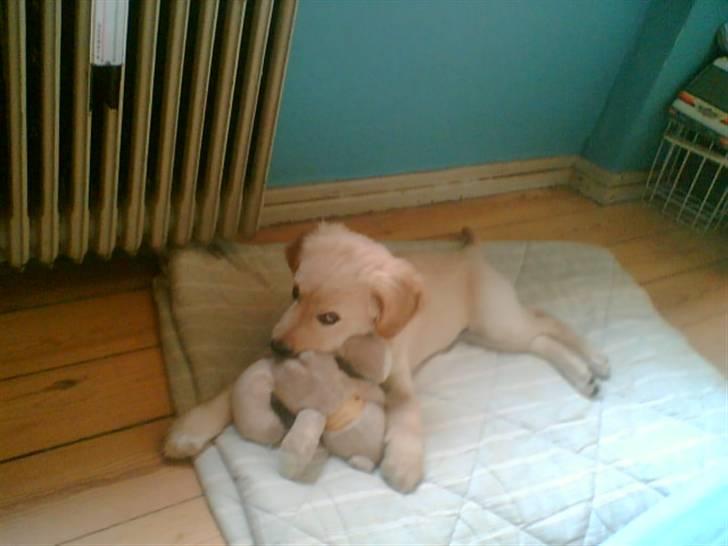 Labrador retriever chicko  billede 3