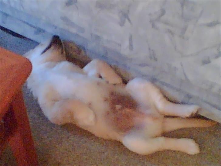 Labrador retriever chicko  billede 4