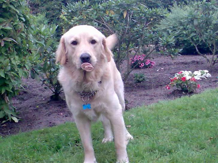 Labrador retriever chicko  billede 5