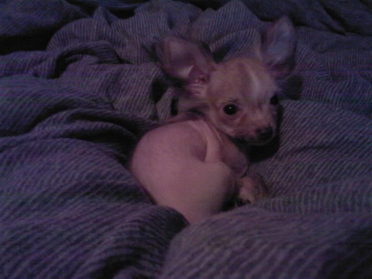 Chihuahua Armani * R.I.P * - Jeg ELSKER Min mors dyne <3 billede 1