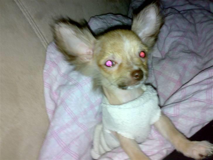 Chihuahua Armani * R.I.P * - Lige Ankommet i mit nye hjem ... de er jo super søde alle sammen!!!  billede 2