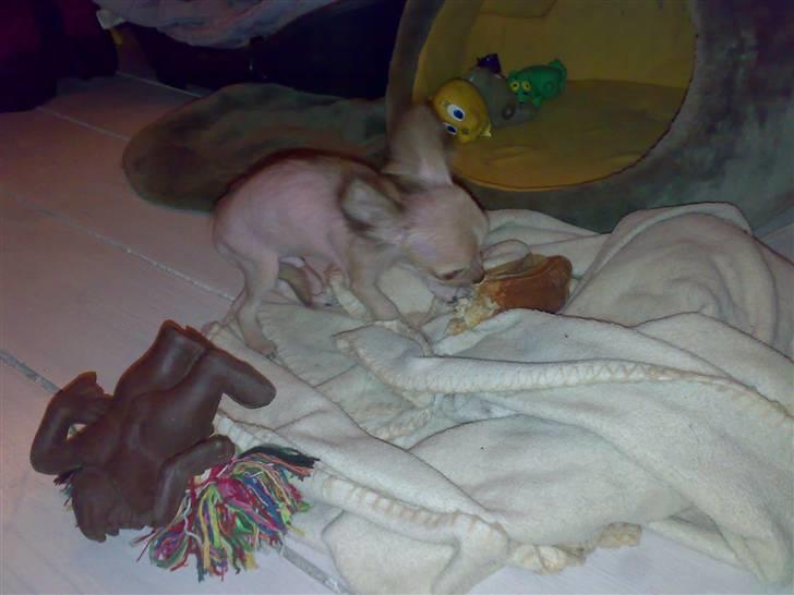 Chihuahua Armani * R.I.P * - Nøøøj det smager godt .. !  billede 3