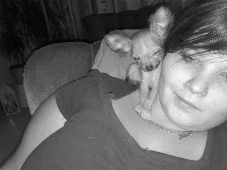 Chihuahua Armani * R.I.P * - Her leger jeg pappegøje ;)  billede 4