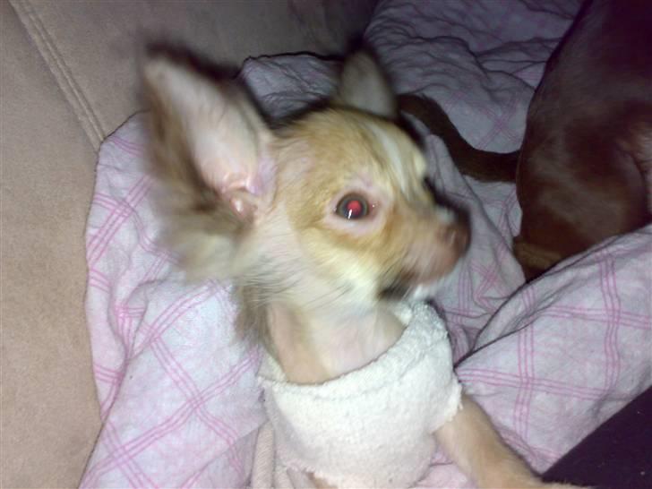 Chihuahua Armani * R.I.P * billede 5