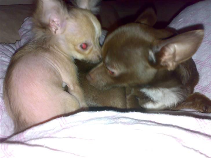 Chihuahua Armani * R.I.P * - Her ser i mig med min nye Bror - Lucky . Han er bare super sød mod mig !  billede 6