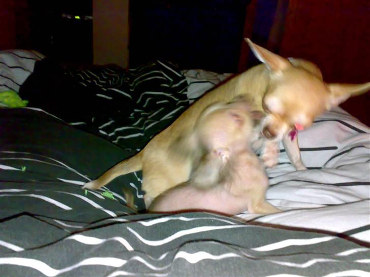 Chihuahua Armani * R.I.P * - Her giver jeg min Storesøster Solajma Tæv . Hahahaha !!!  billede 7