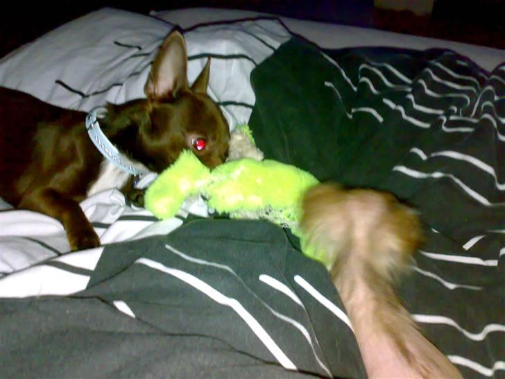 Chihuahua Armani * R.I.P * - Jeg Spurgte ham pænt om at låne den . hans svar var nej . så jeg endte med at stjæle den ;) -  billede 8