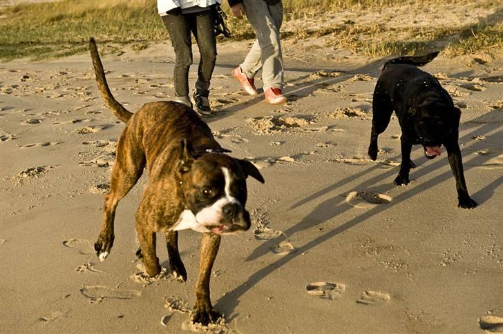 Boxer Buller - hvem af os ser mest skør ud :)  billede 10