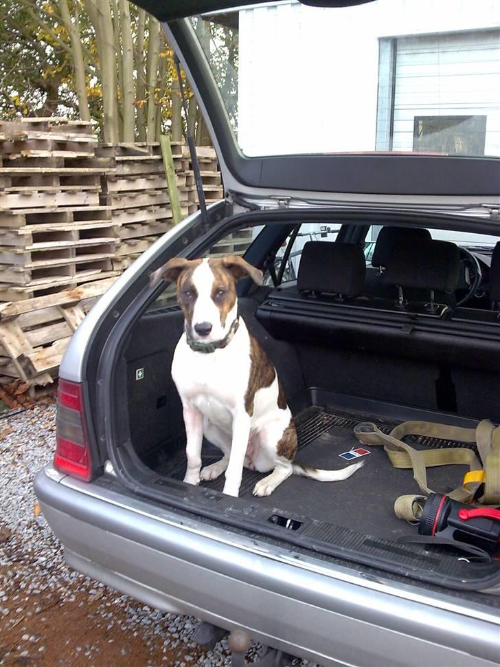 Blanding af racer Miami - Miami sidder og venter på vi skal i hundeskoven :) billede 12