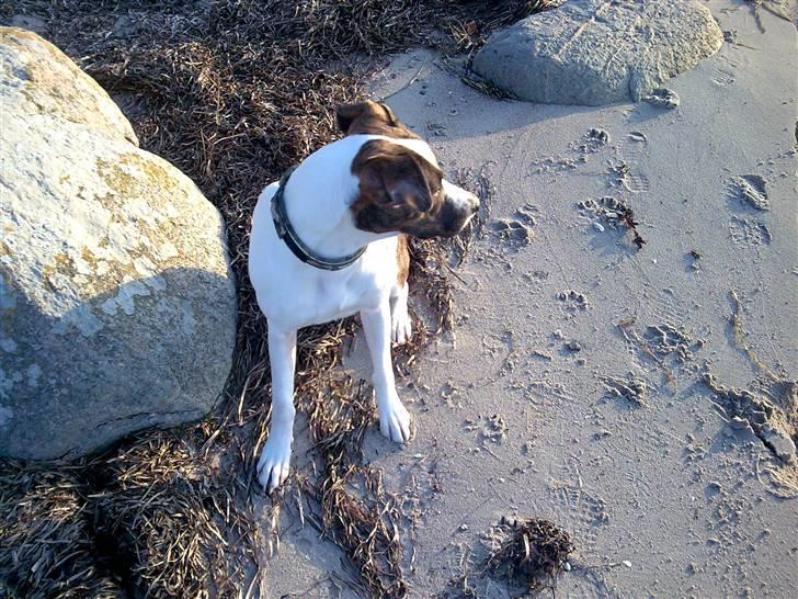 Blanding af racer Miami - Miami på stranden, sand er det bedste ;) billede 13