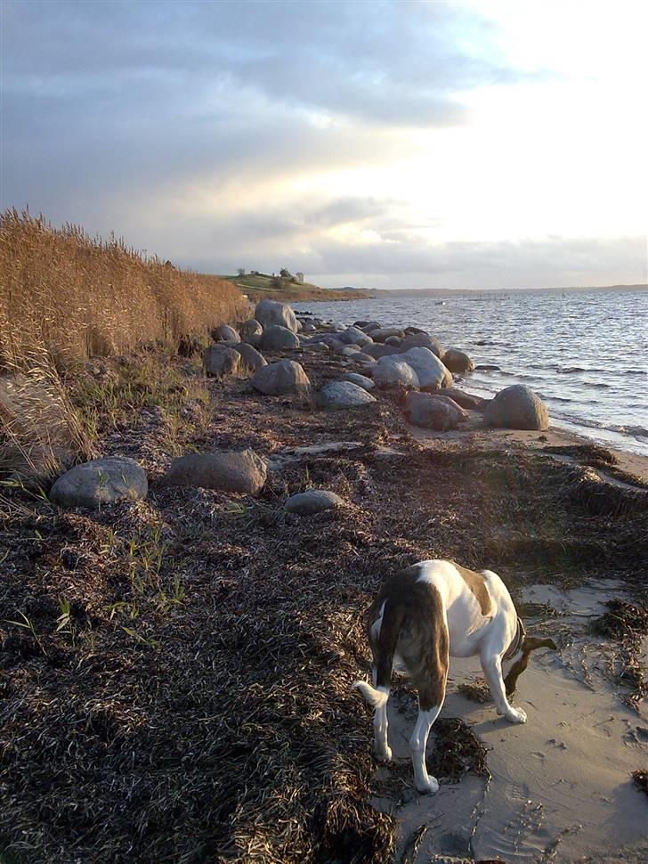 Blanding af racer Miami billede 14