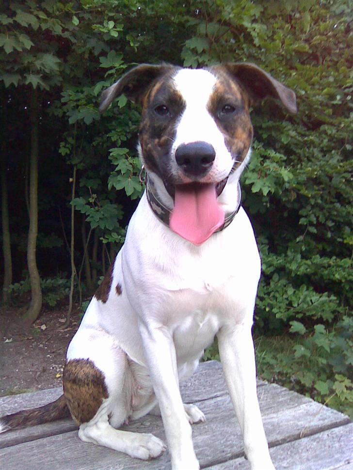 Blanding af racer Miami billede 15