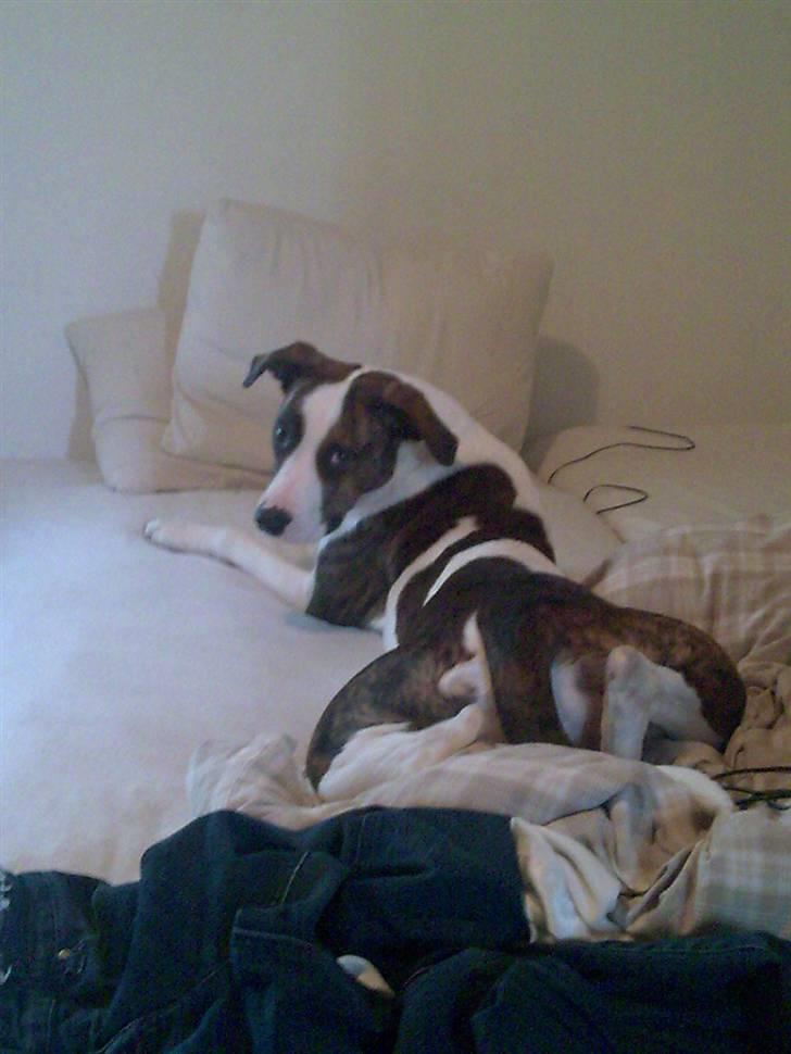 Blanding af racer Miami - Frø? Hva snakker du om?? billede 16