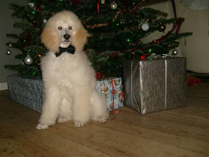 Storpuddel Khan - 4½ måned og elsker at sove under juletræet billede 14