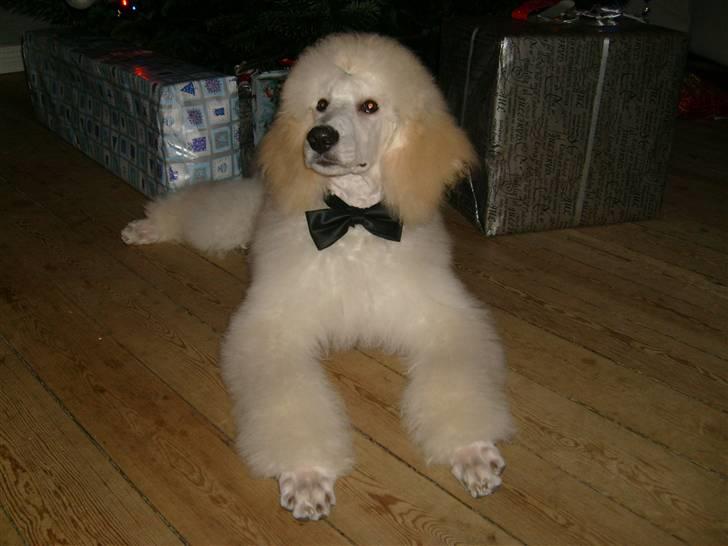 Storpuddel Khan billede 15