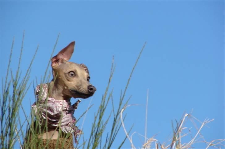 Italiensk mynde Nubit (Golden Lady) billede 16