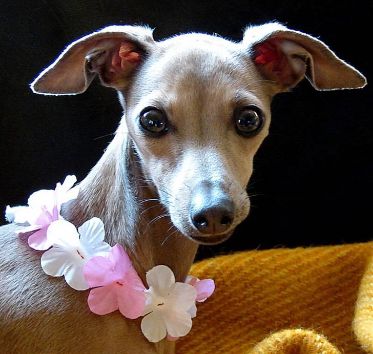 Italiensk mynde Nubit (Golden Lady) billede 17