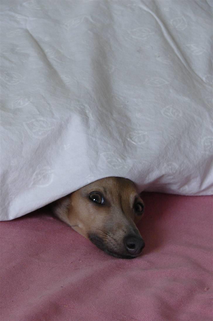 Italiensk mynde Nubit (Golden Lady) billede 18