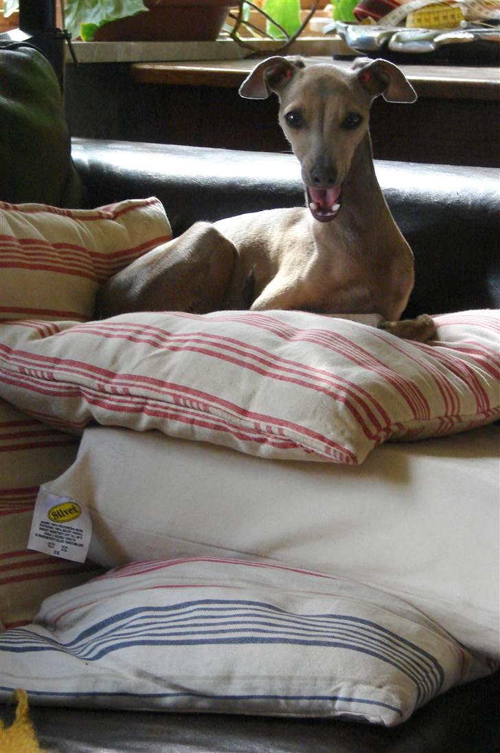 Italiensk mynde Nubit (Golden Lady) billede 19