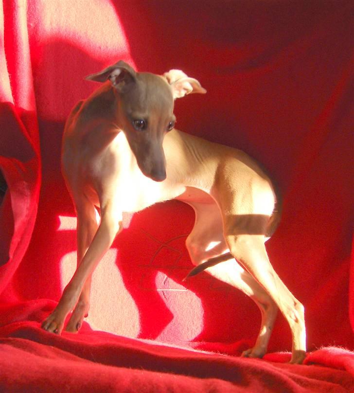 Italiensk mynde Nubit (Golden Lady) billede 20