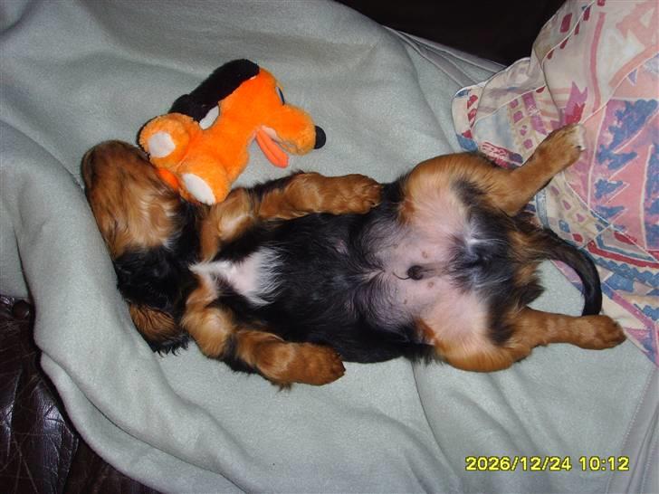 Cavalier king charles spaniel cæsar d 2 billede 2