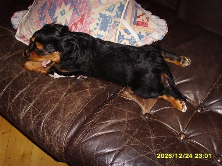 Cavalier king charles spaniel cæsar d 2 billede 3