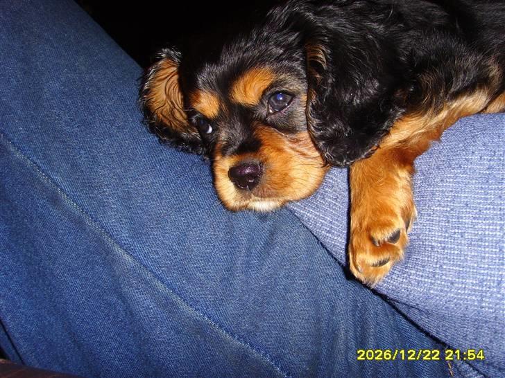 Cavalier king charles spaniel cæsar d 2 billede 4