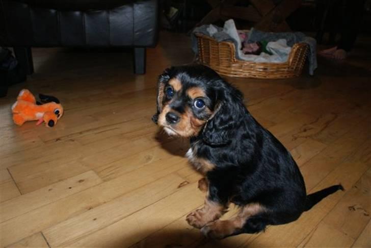 Cavalier king charles spaniel cæsar d 2 billede 5